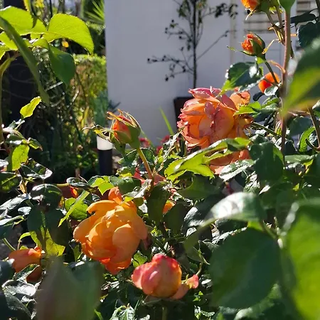 Soleil - Charming 2br House With Garden At - Konnos Area *