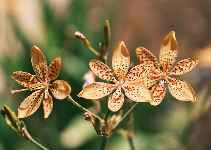 Soleil - Charming 2br House With Garden At - Konnos Area Protaras