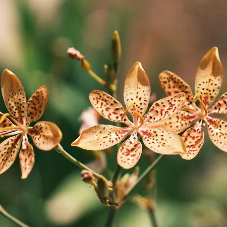 Soleil Residence, 普罗塔拉斯